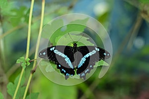 Colorful Butterfly with green background