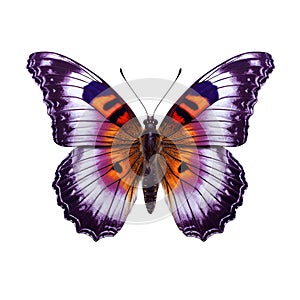 Colorful butterfly isolated on transparent white background, beautiful purple and orange butterfly flying over white background,