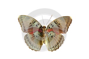 Colorful butterfly isolated on white