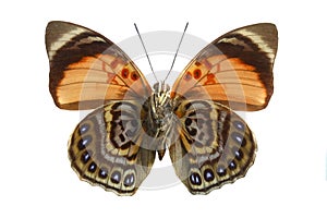 Colorful butterfly isolated on white