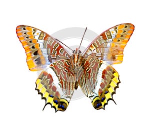 Colorful butterfly isolated on white