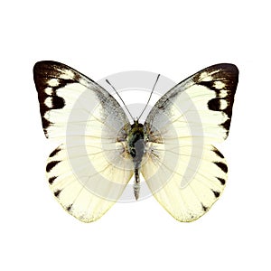Colorful butterfly isolated on white