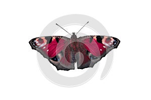 Colorful butterfly isolated on white