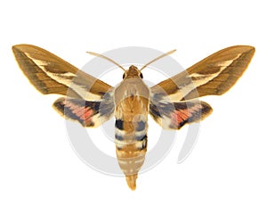 Colorful butterfly isolated on white. Beautiful moth Hyles zygophylli macro, close up, collection butterflies