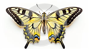 Colorful butterfly isolated on white. generated by AI tool.