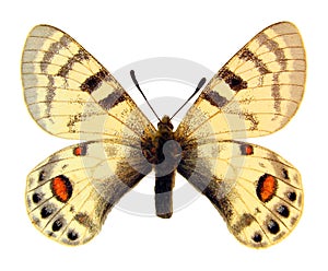 Colorful butterfly isolated on white. Parnassius charltonius with red spots macro close up, collection butterflies
