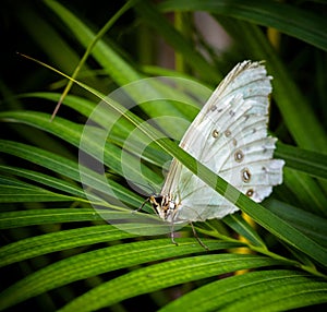 Colorful butterfly landing on green leaf in a garden buttefly house.