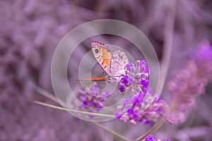 Colorful butterfly on a lavender flower