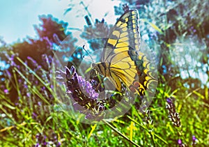 Colorful butterfly on a lavender flower