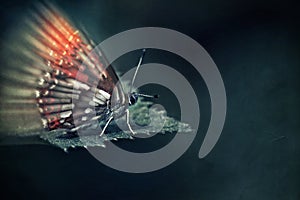 Colorful butterfly on a leaf over dark background