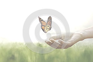 Colorful butterfly leans confident on a woman`s hands