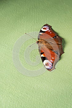 Colorful butterfly Nymphalidae Inachis io on gren background