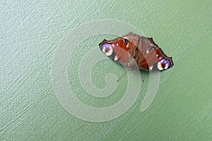 Colorful butterfly Nymphalidae Inachis io on gren background