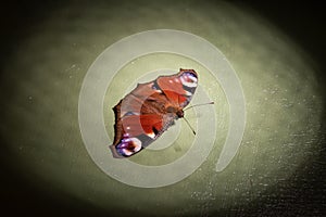 Colorful butterfly Nymphalidae Inachis io on gren background