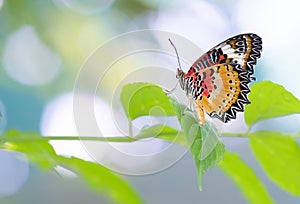 Colorful butterfly parked on the flower stalk