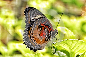Colorful butterfly posing
