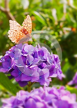 Colorful butterfly .