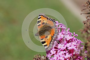 A colorful butterfly sits on the lilac