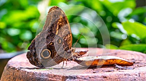 Colorful butterfly is sitting and eating on the green plant leaf