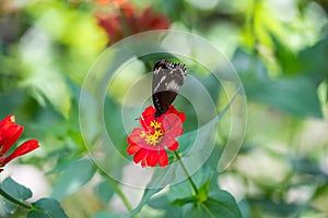 Colorful butterfly is sitting and eating on the green plant leaf