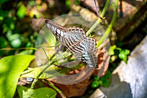 Colorful butterfly is sitting and eating on the green plant leaf