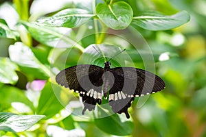 Colorful butterfly is sitting and eating on the green plant leaf