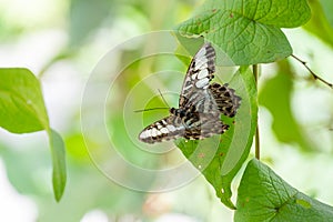 Colorful butterfly is sitting and eating on the green plant leaf
