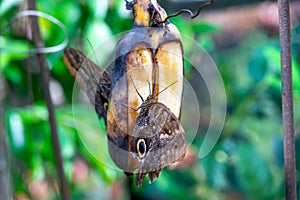 Colorful butterfly is sitting and eating on the green plant leaf