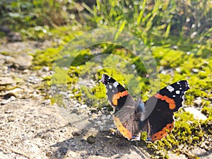 Colorful Butterfly  sitting on green leaf