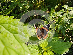 Colorful Butterfly  sitting on green leaf