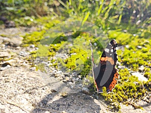 Colorful Butterfly  sitting on green leaf