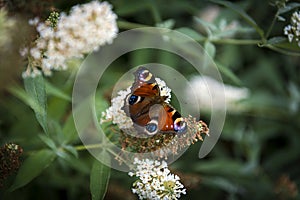 Colorful butterfly sitting on white flower bush