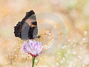 Colorful butterfly small tortoiseshell (Aglais urticae) on a flo