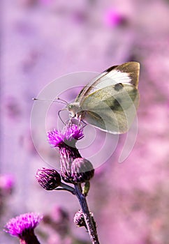 Farbistý motýľ je stojace na kus z levanduľa 