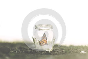 Colorful butterfly trapped in a jar