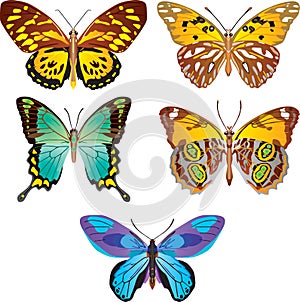 Colorful butterfly. Vector