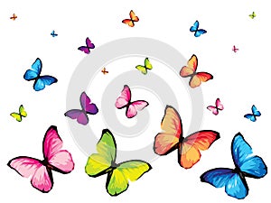 Colorful butterfly on white background