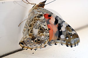 Colorful butterfly on a windowsill closeup photo