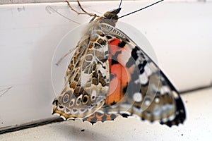 Colorful butterfly on a windowsill closeup photo