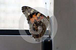 Colorful butterfly on a windowsill closeup photo