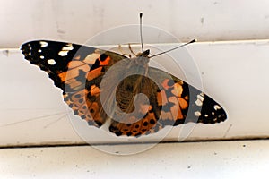 Colorful butterfly on a windowsill closeup photo