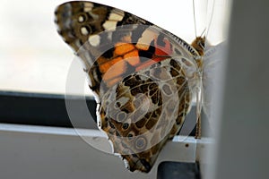 Colorful butterfly on a windowsill closeup photo