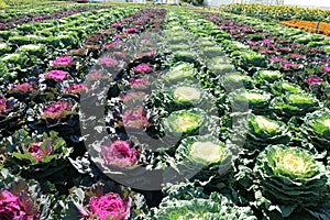 Colorful cabbage field in summer
