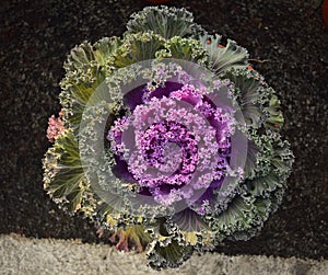 Colorful cabbage flower macro shot flower show