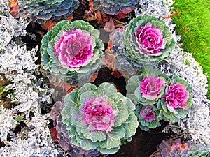 Colorful cabbage flowers of different sizes.