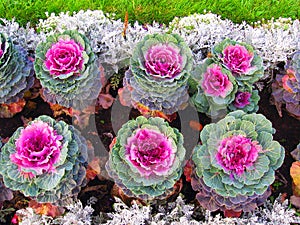 Colorful cabbage flowers of different sizes grow in rows.