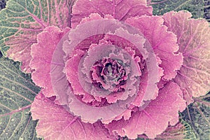 Colorful cabbage kale with decorative ornamental leaves in green to purple shades and flower like look.