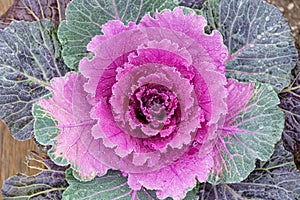 Colorful cabbage kale with decorative ornamental leaves in green to purple shades and flower like look.