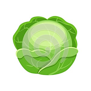 Colorful cabbage vector illustration isolated on white background.