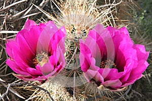 Colorful cacti in Death Valley